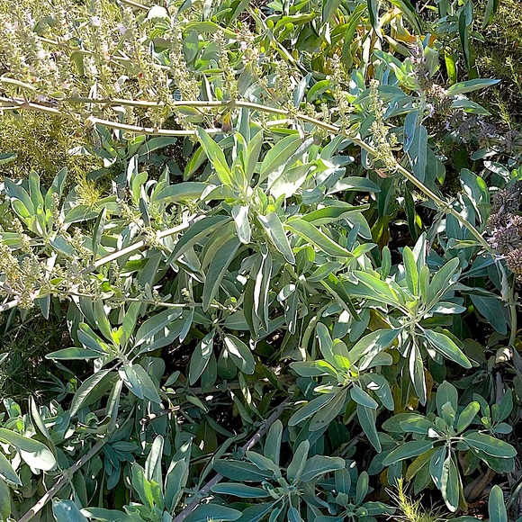 White Sage Stick Organic Dried Floral Hand Crafted Home Decor 8” Sachet New - Picture 7 of 17